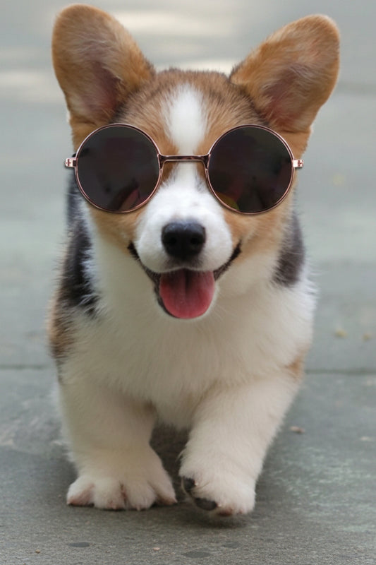 Gafas para mascota 🐾🕶️